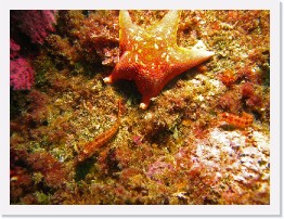 IMG_0760-crop * Bat Star, Island Kelpfish * 3264 x 2448 * (2.8MB)